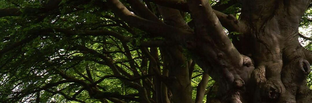 FundArboretum's profile banner image