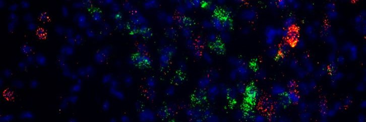 Polymnia Georgiou banner