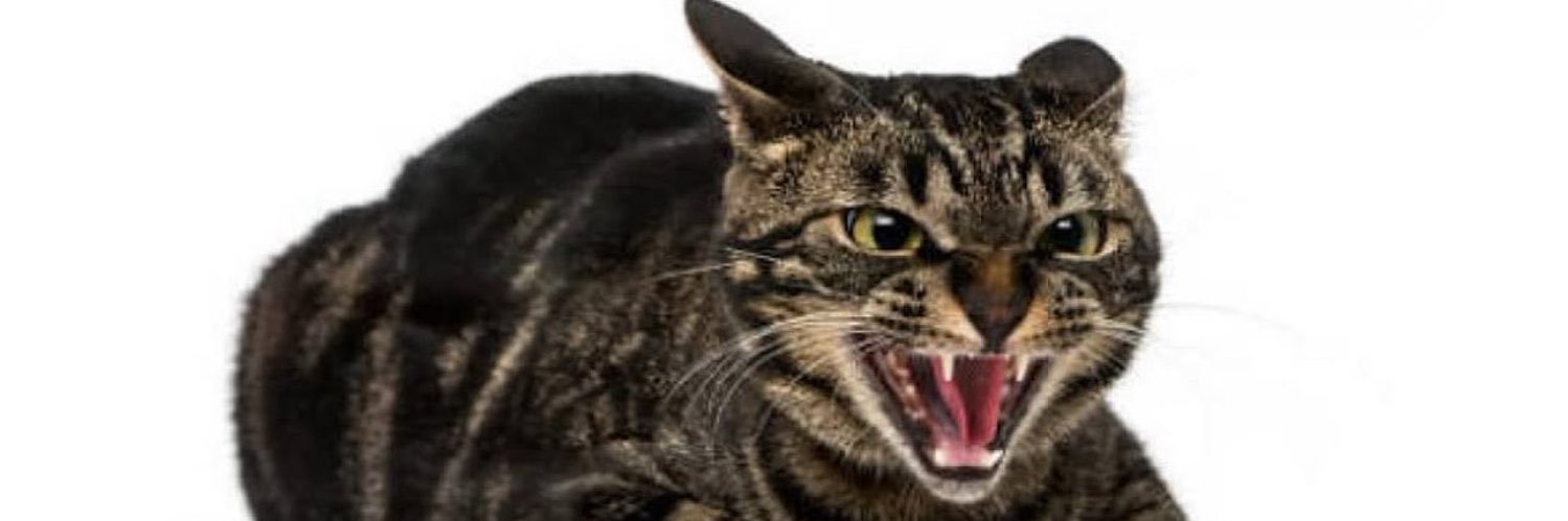 k4sssidy's profile banner image