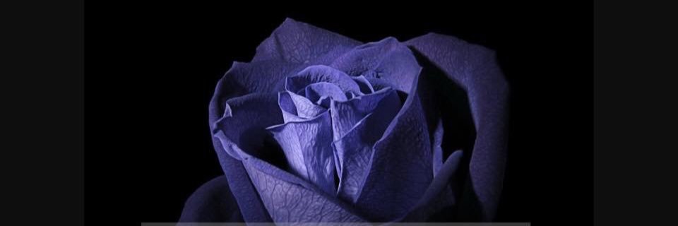 lesleyd1's profile banner image