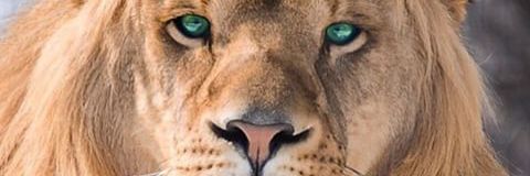arrobameeste's profile banner image