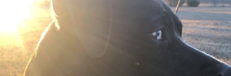 BluEyedSinner's profile banner image