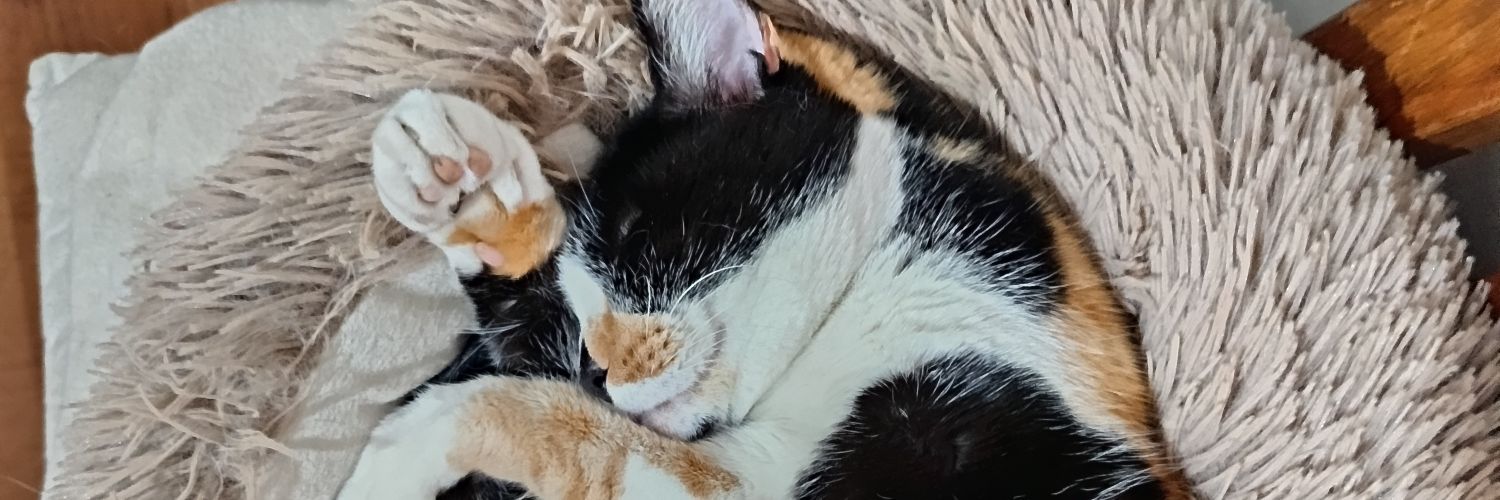 DalPob's profile banner image