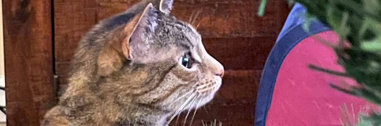 merwray's profile banner image