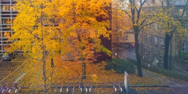 Daniel Stoyanov banner