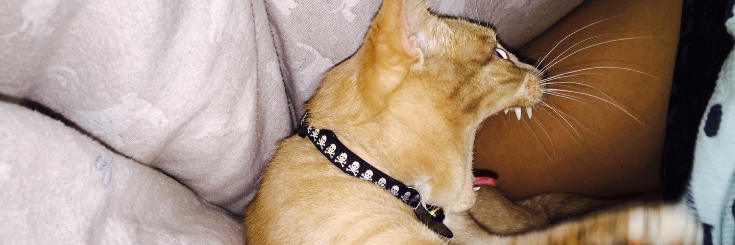 thor_kitty5's profile banner image