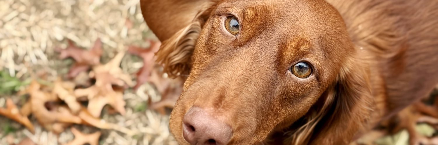 maybemaryy's profile banner image