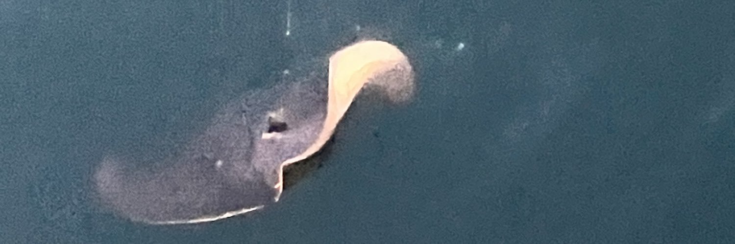 taroroner's profile banner image