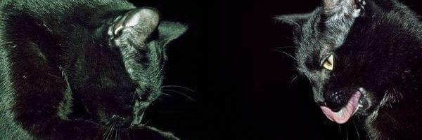 plumemEEMM's profile banner image