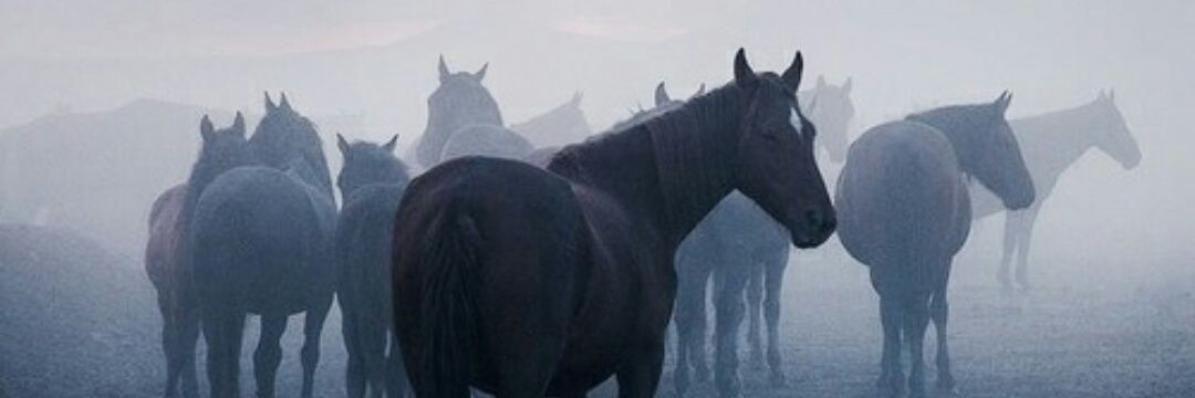 devletsizz's profile banner image