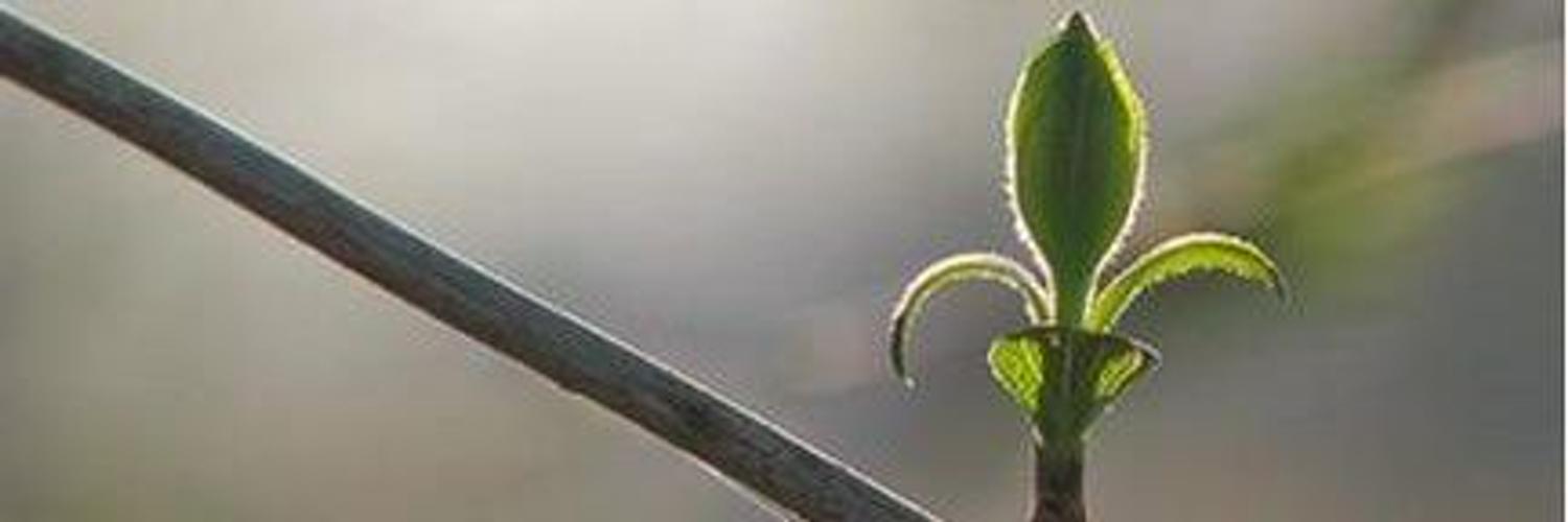 ComtesseFlo's profile banner image