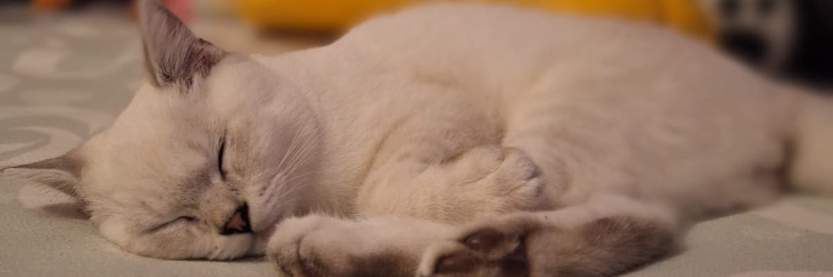 DandiniPasta's profile banner image
