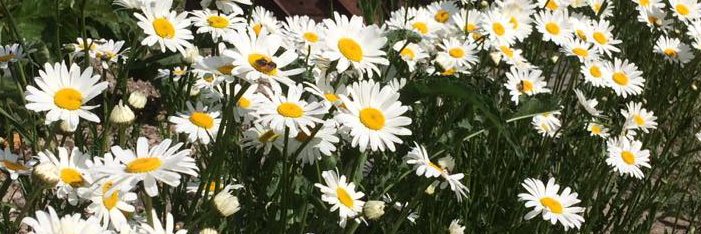 BonnieMarie 🇨🇦 🍁 banner