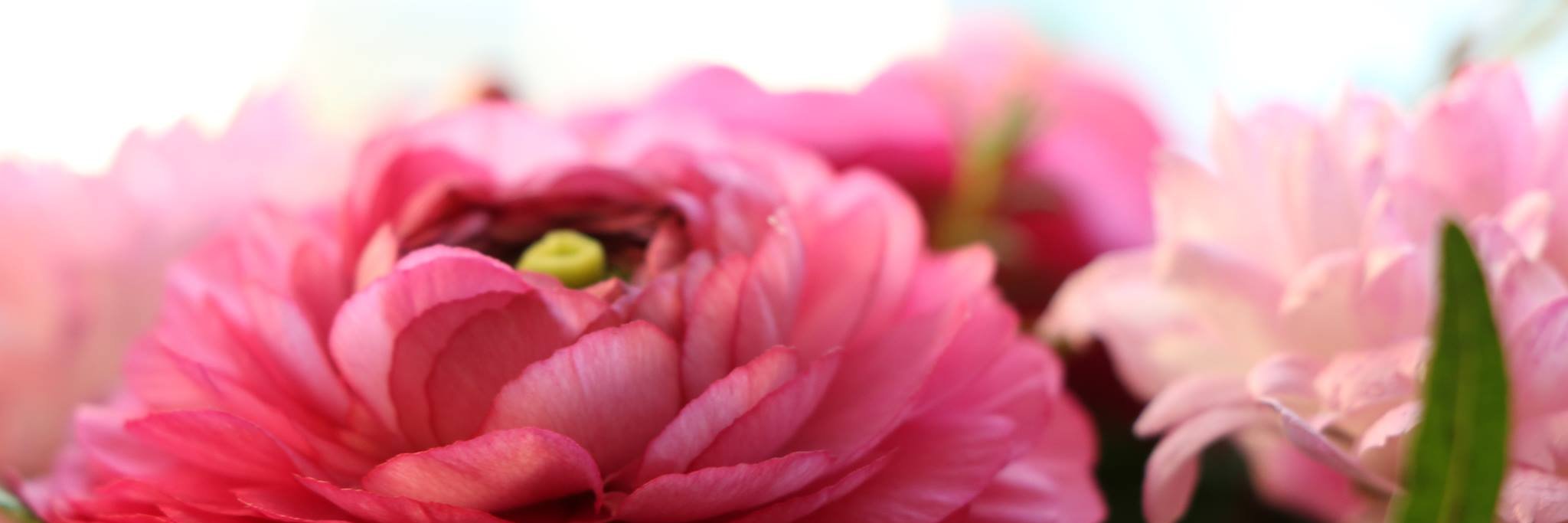 lindstrom_mia's profile banner image