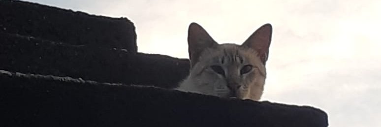 amandamorizz's profile banner image