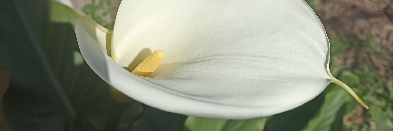 BVG_soleado's profile banner image