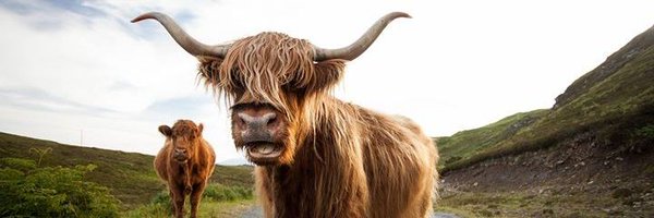 scritticat Profile Banner