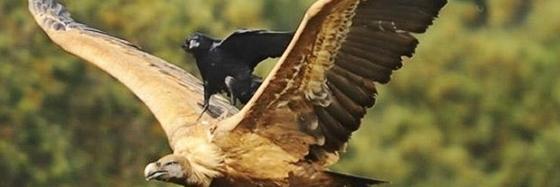 LaziestBirder's profile banner image