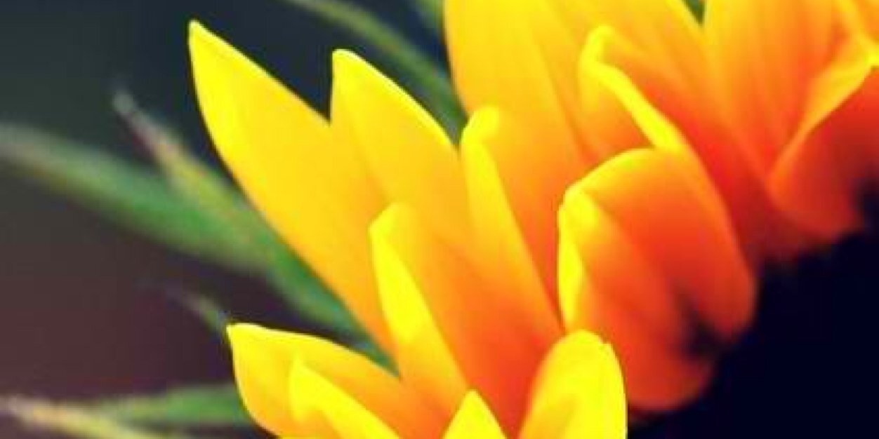 emleemowers's profile banner image