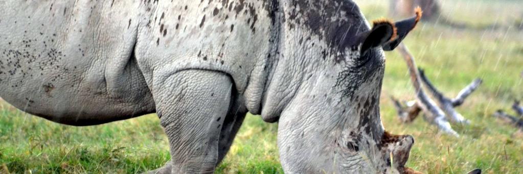 InsideSafari's profile banner image