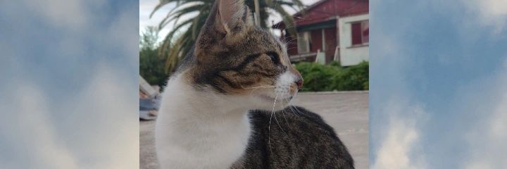 AriAscone's profile banner image