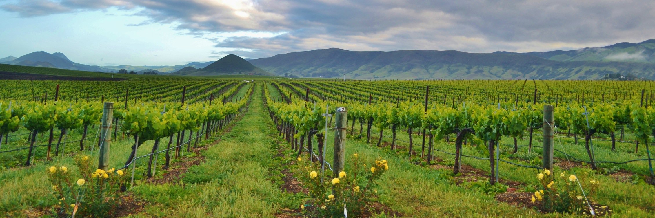 Chardonnay Symposium banner