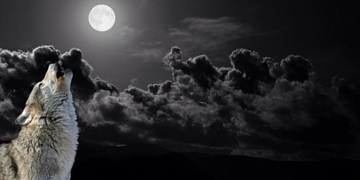lonewolfb4u's profile banner image