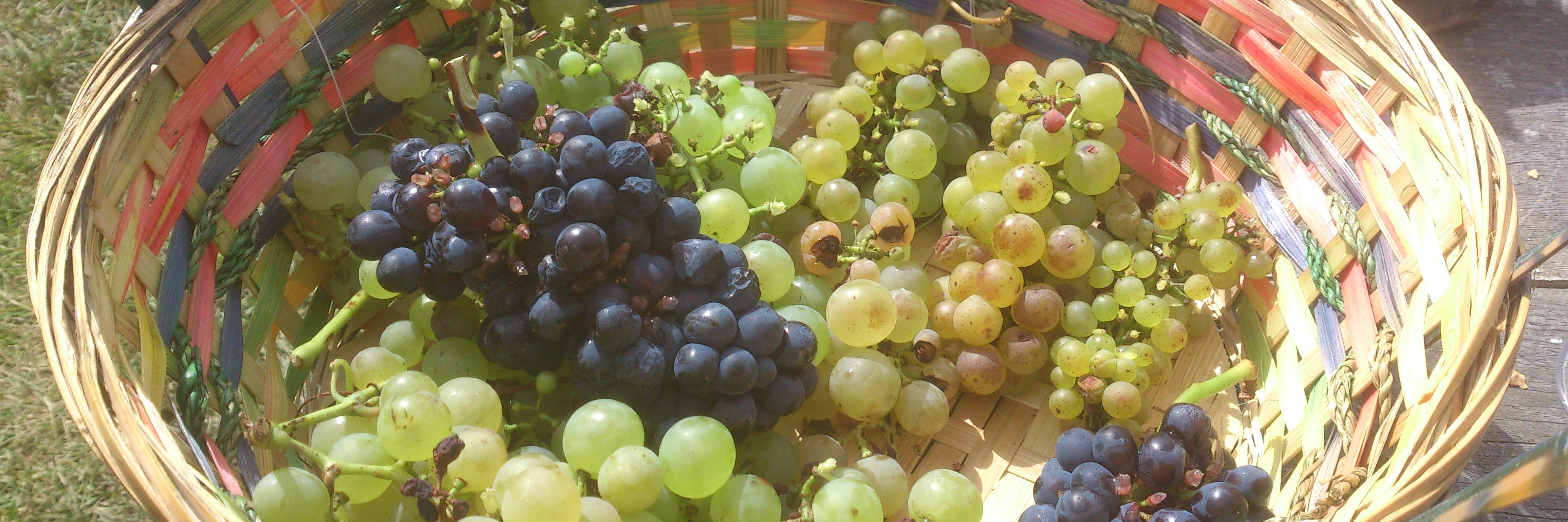 gotowineguy's profile banner image