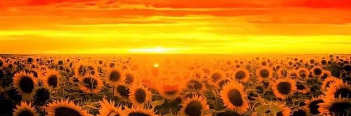 Mandy Headland banner