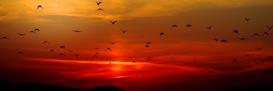 dimkabaraban1's profile banner image