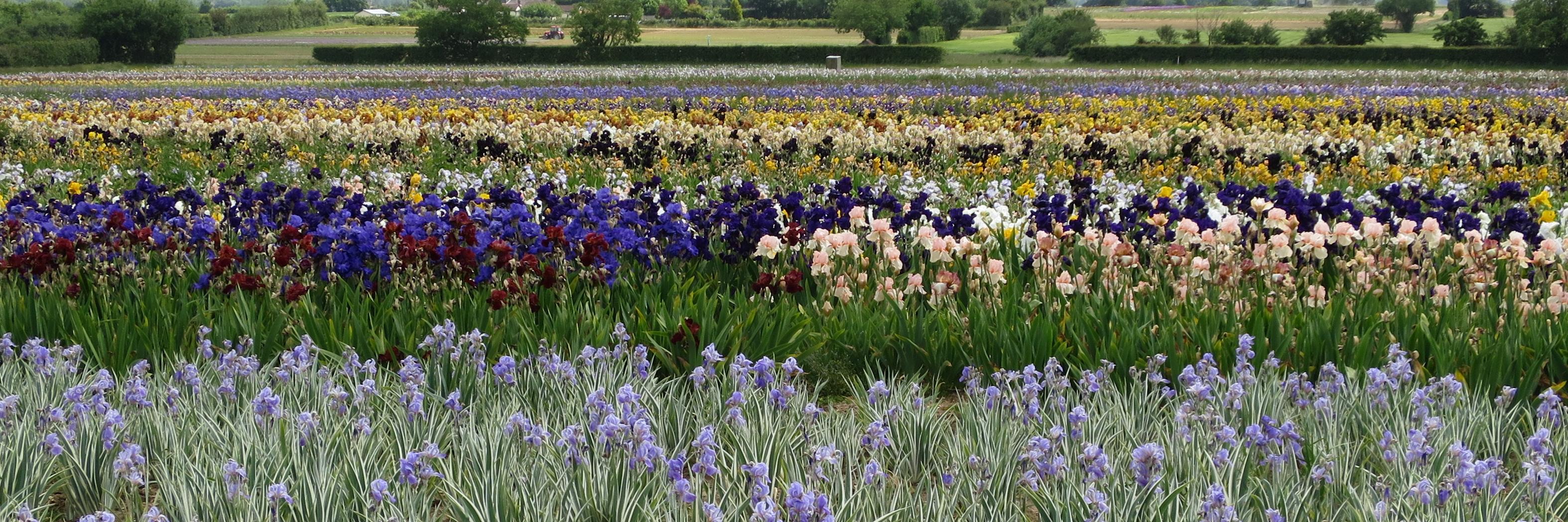 Howard Nurseries banner