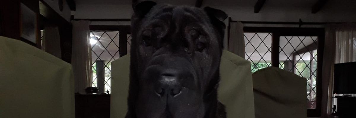 maximorei's profile banner image