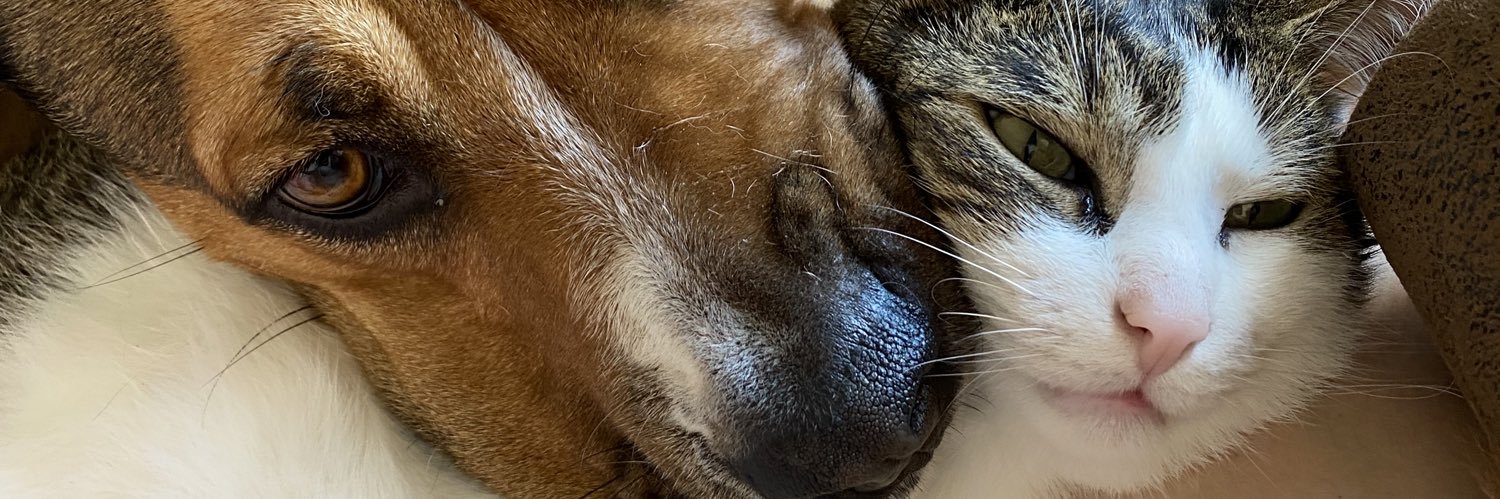 ju_zap's profile banner image