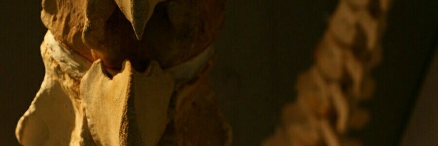 sck banner