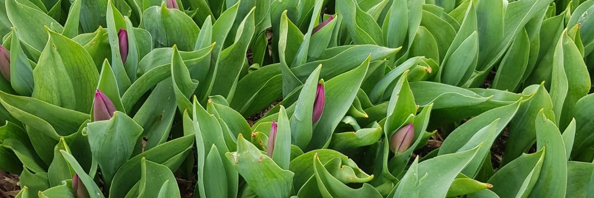 Catherine McCarter banner