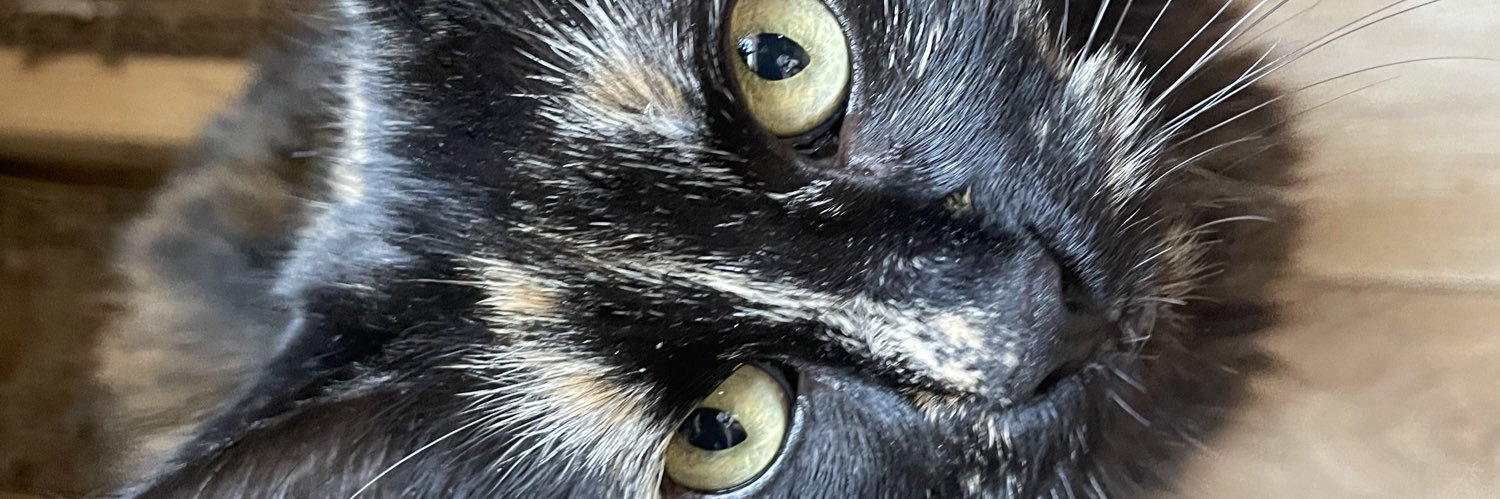 CapucineLechein's profile banner image
