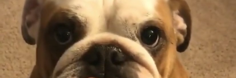 pedialytpapi's profile banner image