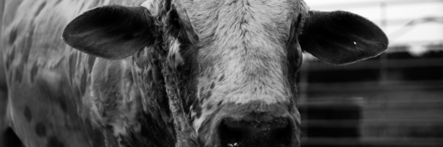 millie_chism's profile banner image