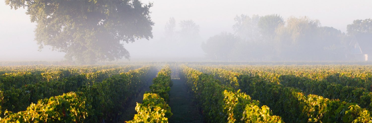 Vins de Castillon banner