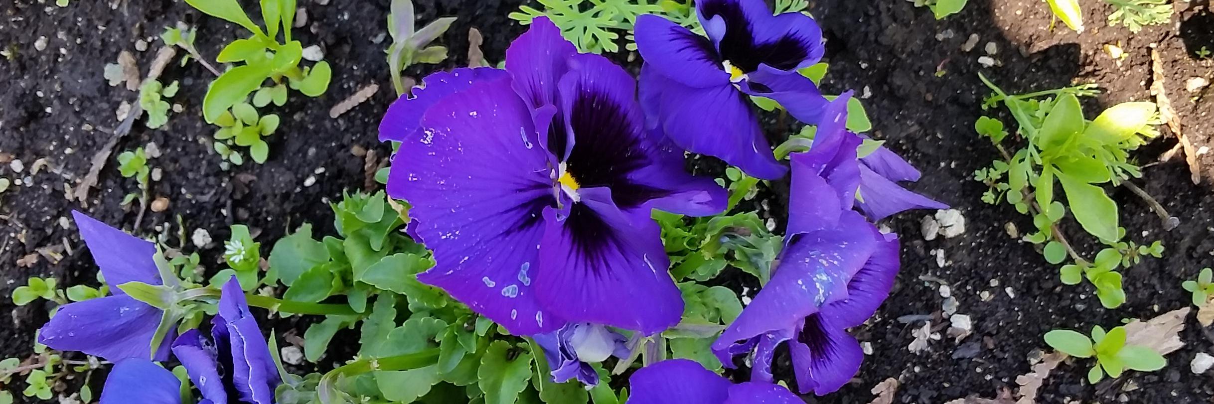 lavenderbitters's profile banner image