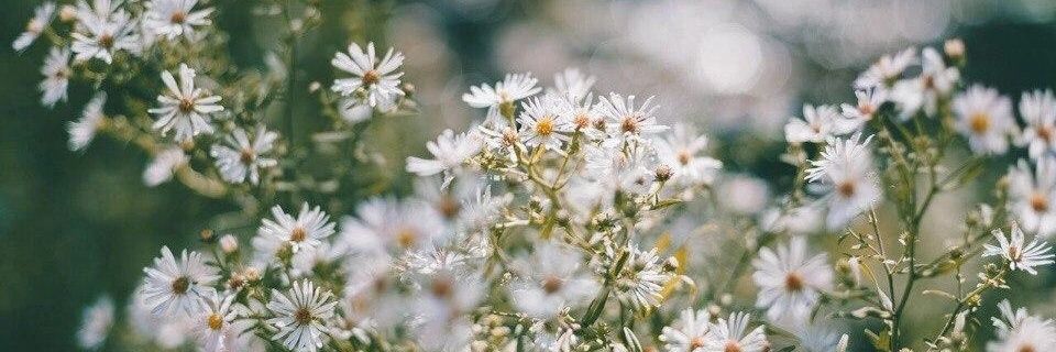 _zefira_'s profile banner image