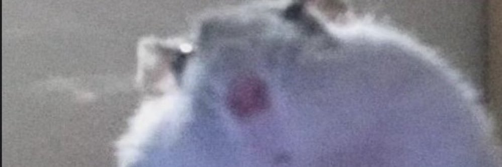 sbermea22's profile banner image