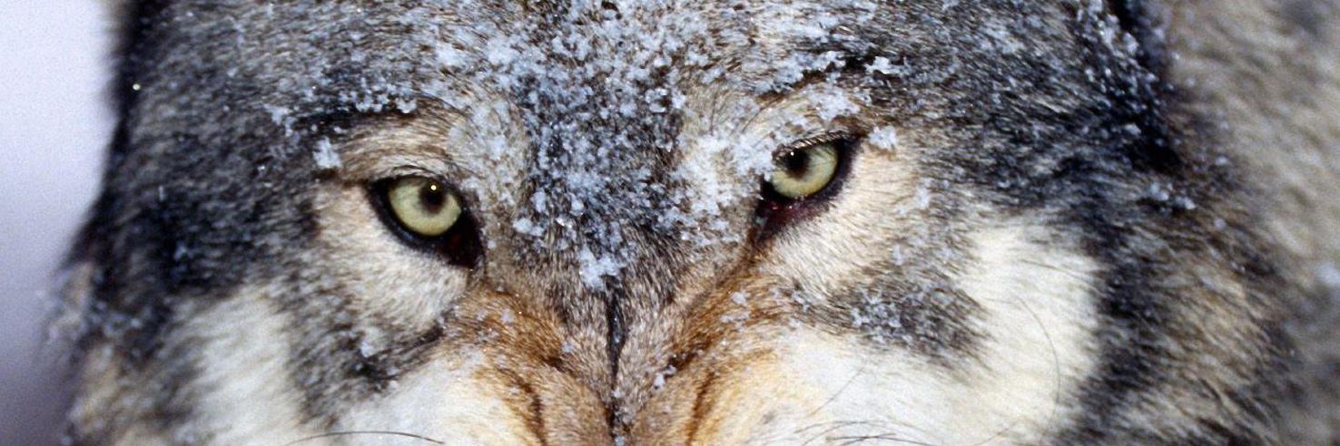 a_ginger_wolf's profile banner image