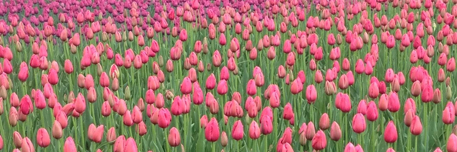 jaimelynnv's profile banner image