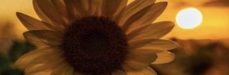 candacesade_'s profile banner image