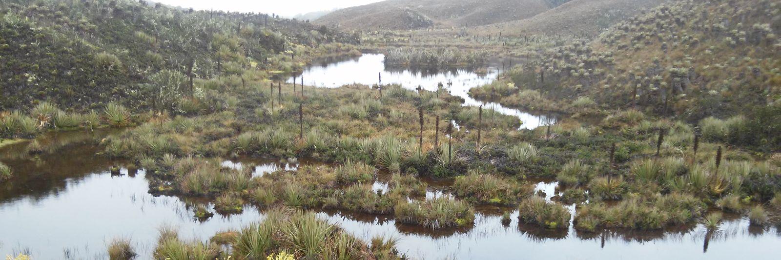 Angie Mosquera banner