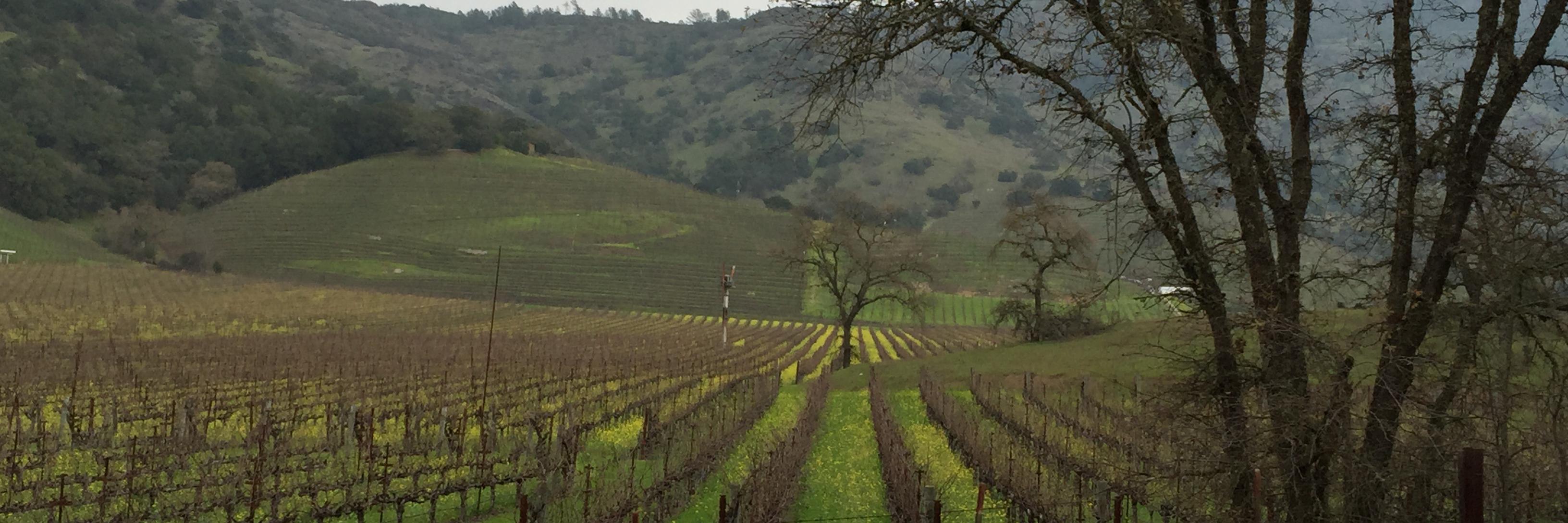 Regular Wine Guy banner