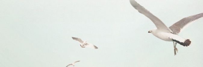 FFulipe's profile banner image