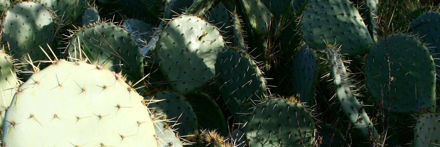 letivnt's profile banner image