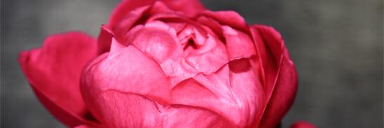 Abeer_mohammad_'s profile banner image